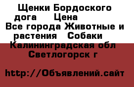 Щенки Бордоского дога.  › Цена ­ 30 000 - Все города Животные и растения » Собаки   . Калининградская обл.,Светлогорск г.